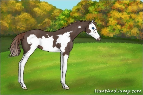 Horse Color:Liver Red Roan Splash Frame 