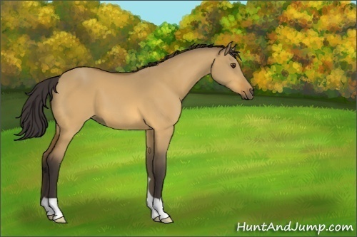 Horse Color:Buckskin Dun