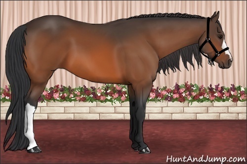 Horse Color: Bay 
