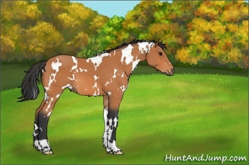 Horse Color:White Spotted Bay 