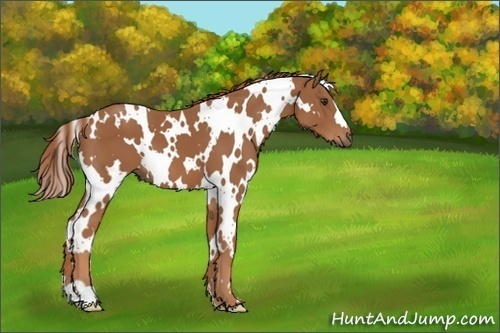 Horse Color:White Spotted Chestnut 