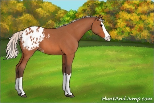 Horse Color:Unknown 