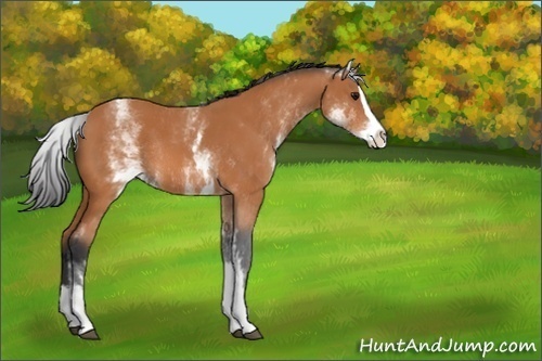 Horse Color:Unknown 