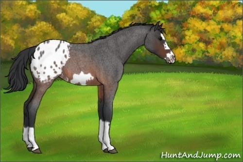 Horse Color:Unknown 