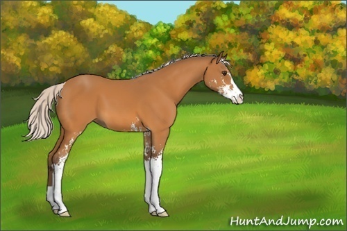 Horse Color:Silver Buckskin Sabino 