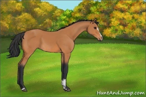 Horse Color:Bay Sabino