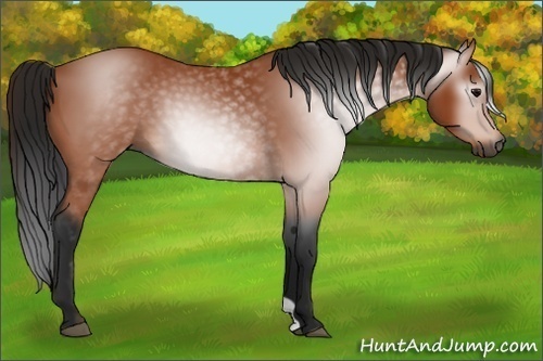 Horse Color:Gray Bay 