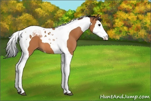 Horse Color:Bay Splash Tobiano