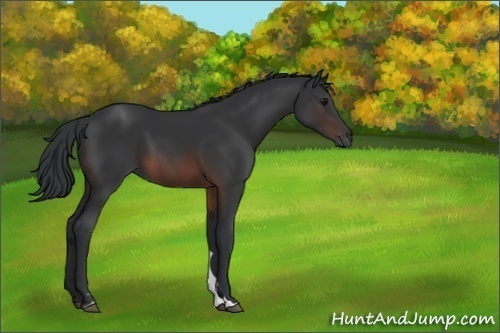 Horse Color:Brown 