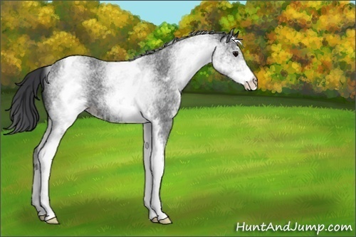 Horse Color:White Spotted Blue Roan 