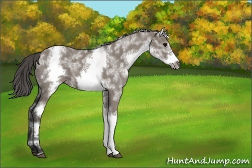 Horse Color:White Spotted Grullo Roan Frame Appaloosa 