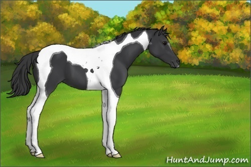 Horse Color:Black Tobiano 