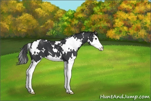 Horse Color:White Spotted Black Sabino Splash 