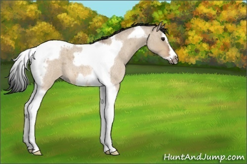 Horse Color:Bay Roan Dun Splash Tobiano Frame 