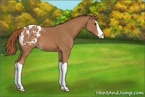 Horse Color:Chestnut Splash Appaloosa 
