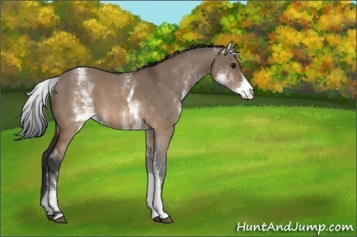 Horse Color:White Spotted Brown Dun 