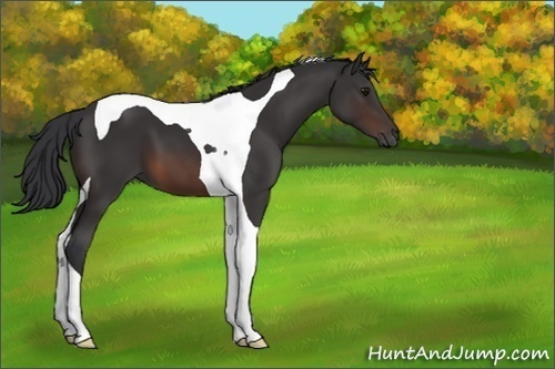 Horse Color:Brown Tobiano