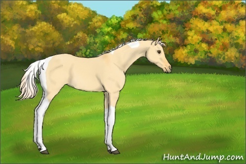 Horse Color:Palomino Dun Tobiano 