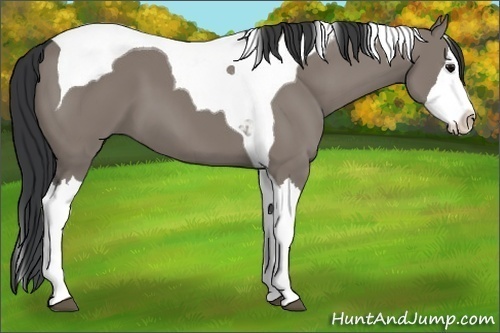 Horse Color:Grullo Splash Tobiano