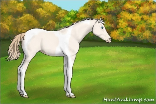 Horse Color:Perlino Dun Tobiano