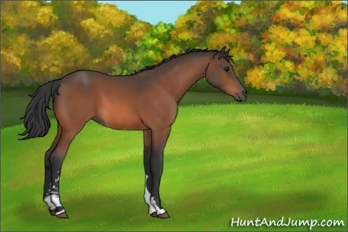 Horse Color:Bay Sabino 