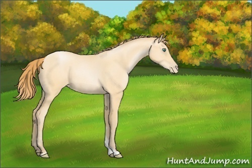 Horse Color:Smoky Black Pearl Rabicano 