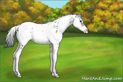 Horse Color:Unknown 