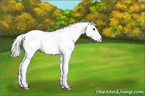 Horse Color:White Spotted Palomino Appaloosa