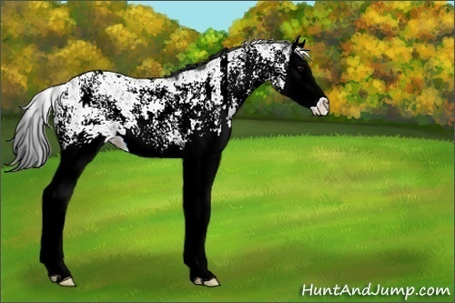 Horse Color:ERROR: UNKNOWN ANOMALY