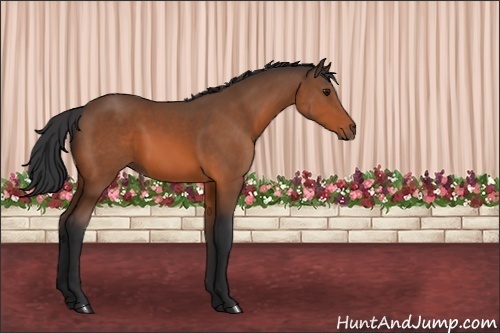 Horse Color:Bay Sabino