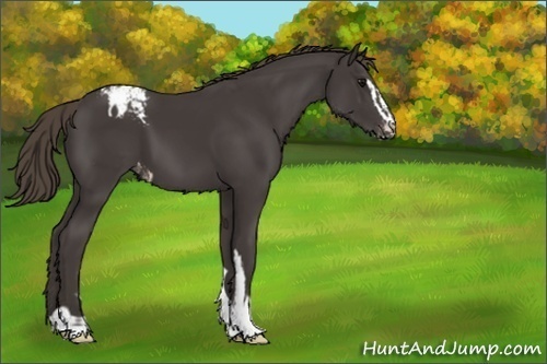 Horse Color:Smoky Black Sabino Appaloosa 