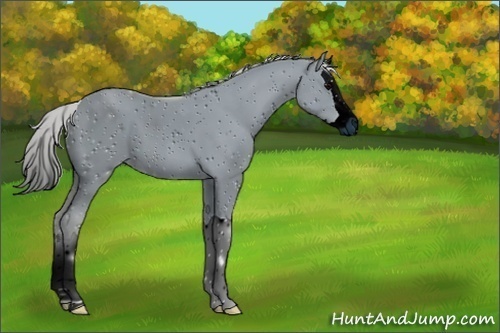 Horse Color:ERROR: UNKNOWN ANOMALY