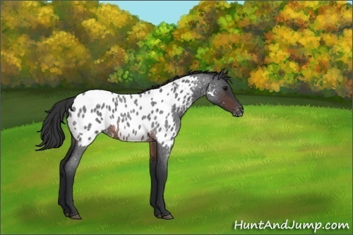 Horse Color:Brown Roan Appaloosa 