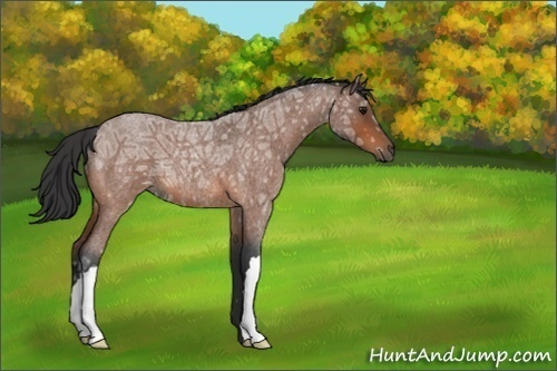 Horse Color:Bay Ice Roan 