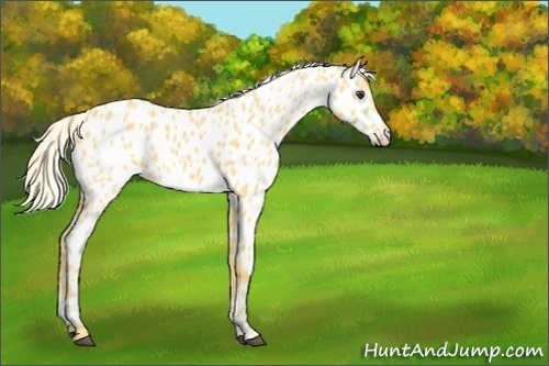 Horse Color:Palomino Appaloosa 