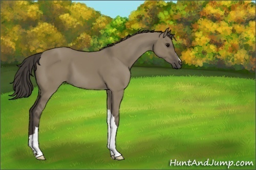 Horse Color:Smoky Grullo