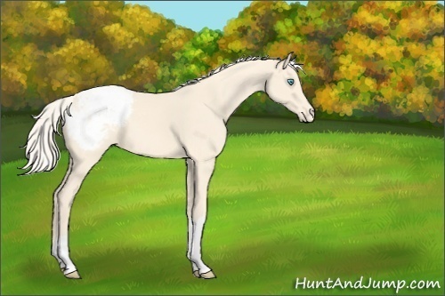 Horse Color:Cremello Appaloosa 