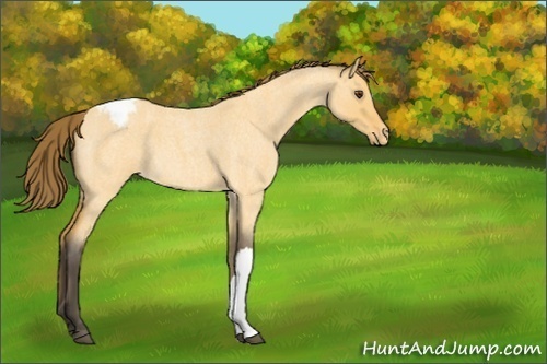 Horse Color:Unknown 