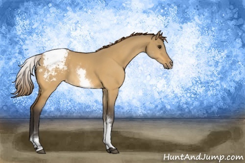 Horse Color:White Spotted Buckskin Dun Appaloosa