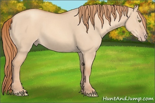 Horse Color:Gold Champagne Dun 
