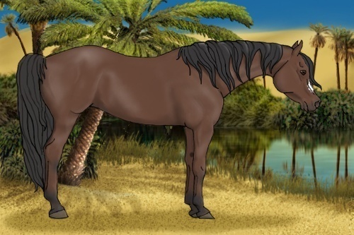 Horse Color: Bay 