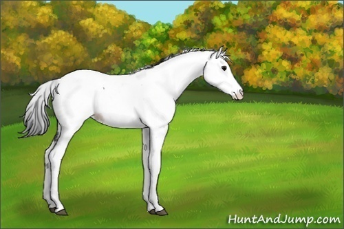 Horse Color:White Spotted Black Tobiano Fewspot 