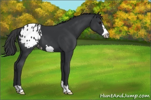 Horse Color:Black Frame Appaloosa