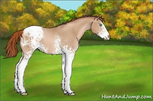 Horse Color:White Spotted Buckskin Pearl Appaloosa