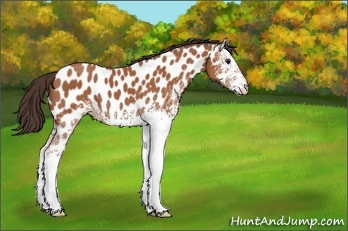 Horse Color:White Spotted Bay Near Leopard 
