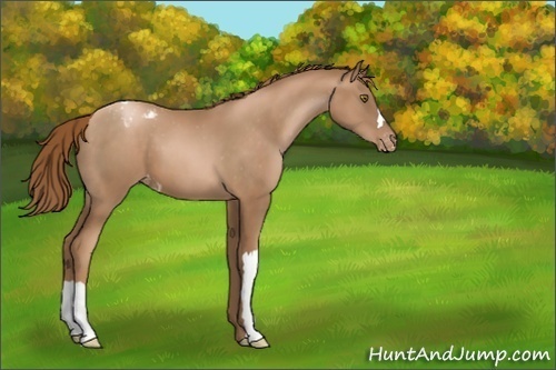 Horse Color:Liver Chestnut Pearl Appaloosa 