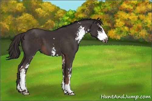 Horse Color:Liver Chestnut Sabino