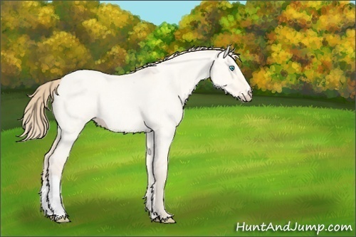 Horse Color:Perlino Roan Dun