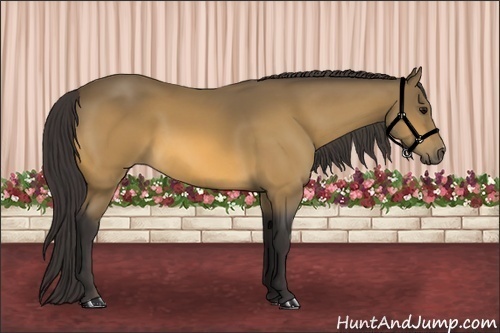 Horse Color: Buckskin 