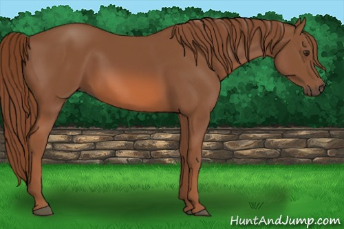 Horse Color: Liver Chestnut 
